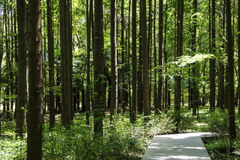 杉木種植技術(shù),杉樹栽培方法